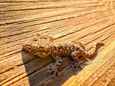 Gekkos in en rond het huis