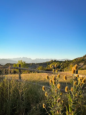 Kaardebol uitgebloeid in augustus